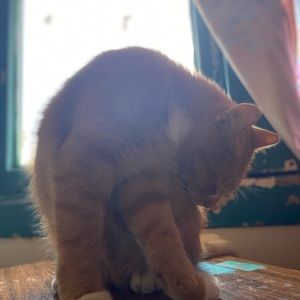 Meet your Posher, Lillyana